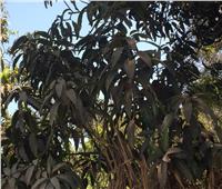 صور| «العفن الهبابي».. يُهدد أشجار المانجو في قرى الفيوم
