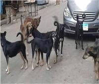 طوارئ بمركز منوف لمواجهة ظاهرة انتشار الكلاب الضالة