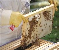 صور| عسل النحل.. صناعة وتجارة «ملف»
