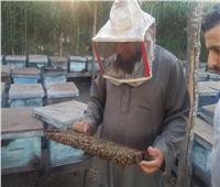 فيديو وصور| رحلة إنتاج عسل النحل في دمياط.. وأصحاب المناحل: نواجه «أزمة»