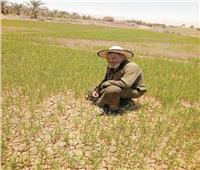 «أرز الجفاف» يعيد  الحياة لأرض «الواحات»