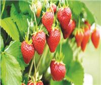 7 نصائح لـ«مزارعي الفراولة» لزيادة الإنتاج  وحماية المحصول من الآفات