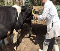 الزراعة: تحصين أكثر من 2.7 مليون رأس ماشية ضد مرض الحمى القلاعية