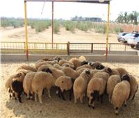 فيديو| عيد الأضحى ينعش سوق الماشية والأغنام.. تعرف على الأسعار والأنواع 