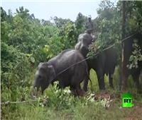 فيديو| نقل 2 من الفيلة إلى إحدى المحميات في ميانمار