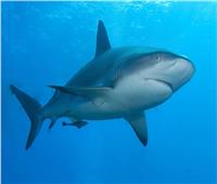 صحيفة بريطانية تكشف عن خطر يواجه «أسماك القرش»