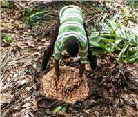 مزارعو الكاكاو في غانا يستخدمون مبيدات آفات مغشوشة