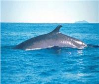 البيئة: ظهور الحوت بالقرب من الساحل الشمالي طبيعي بسبب البحث عن الغذاء 