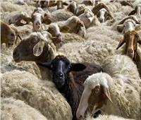 محافظ المنيا: تخصيص 35 رأس ماشية للقرى الأكثر احتياجا في عيد الأضحى