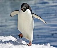 تزايد أعداد «طائر البطريق الأزرق» في نيوزيلندا