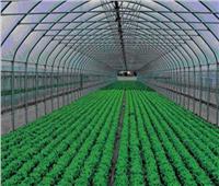 «الفلاحين الزراعيين»: الصوب الزراعية تجعل مصر تتربع على عرش صادرات العالم