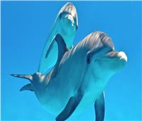 «السباحة مع الدولفين»....9 شواطئ مصرية لا تفوتك 