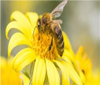 مرض قاتل يدمر خلايا النحل في ويلز