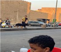 بعد واقعة «حباظة».. حي باب الشعرية يمنع سير كلاب الحراسة بالشوارع