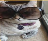 قطة أمريكية تكسب 8 آلاف دولار فى البوست الواحد على صفحتها الشخصية
