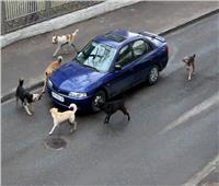 5 طرق لحماية سيارتك من الكلاب الضالة في الشارع