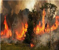 فيديو| رئة الأرض تختنق بسبب 72 ألف حريق