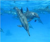 بعد فرض رسوم زيارتها.. «دلافين الغردقة» تتحدى «البيئة» وتهاجر للشواطىء