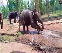 الفيلة تجتاح القرى بمقاطعة كينية وتدمر مزارع البطيخ والموز