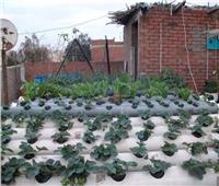 خاص| تفاصيل مبادرة زراعة «أسطح المنازل» بمحافظة القاهرة