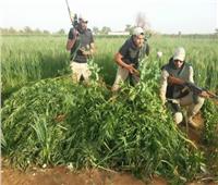 ضبط ٨ عناصر خطرة بتهمة زراعة 6 أفدنة بانجو وخشخاش في أسيوط 