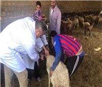 بدء الحملة القومية لتحصين الماشية ضد مرض «طاعون المجترات» بالفيوم