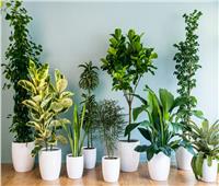 10 نباتات منزلية تساهم في تنقية الهواء.. تعرف عليها