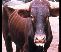 حقيقة انتشار مرض «الحمى القلاعية» الفيروسي بين الماشية وانتقاله للمواطنين