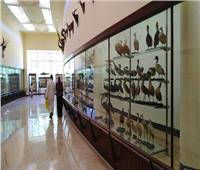 بعد إغلاقه 12 عامًا| عودة الحياة لمتحف «التاريخ الطبيعي» بالإسكندرية