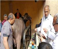 قوافل بيطرية لعلاج وتحصين الماشية بالمنيا