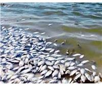 حقيقة انتشار أسماك نافقة بأسواق محافظة الإسكندرية