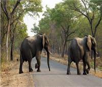 نفوق 7 أفيال في سريلانكا بسبب التسمم