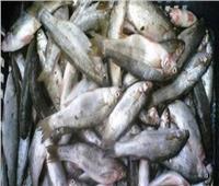 ضبط 320 كيلو أسماك فاسدة قبل بيعها للمواطنين في الإسكندرية