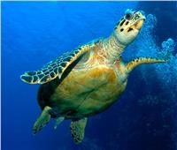 صور| السلاحف البحرية بين الانقراض والعقم في  حالة فقدان موطنها 