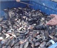 ضبط ٢ طن أسماك فاسدة في حملات تموينية بالإسكندريةً