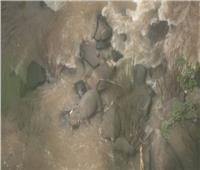 فيديو وصور| موت 6 أفيال خلال محاولتها إنقاذ رضيعها من الغرق