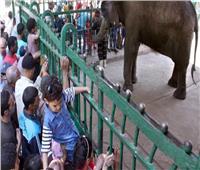 آخرهم «الفيلة نعيمة»... أبرز حالات نفوق الحيوانات في «حديقة الجيزة»
