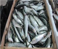حملات تفتيش على محلات بيع الأسماك المملحة والمدخنة بالجيزة