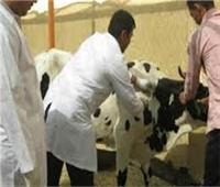 الزراعة: تحصين 859 ألف رأس ماشية ضد الأمراض الوبائية خلال 30 يومًا