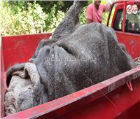 فيديو| نكشف مصير جثمان الفيلة «نعيمة» بعد أيام من وفاتها