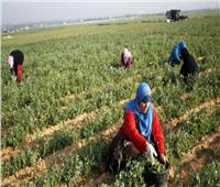 فيديو| القومي للمرأة: 50% من العمالة في الأراضي الزراعية سيدات
