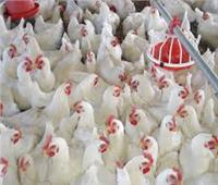 مع اقتراب الشتاء.. الزراعة تواصل تنفيذ إستراتيجية مكافحة أنفلونزا الطيور