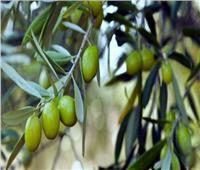 تعرف على نصائح الزراعة لمزارعي الزيتون لزيادة وجودة الإنتاج