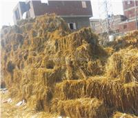 صور| محافظ البحيرة: تأسيس أول شركة مصرية لتحويل قش الأرز إلى ألواح خشبية