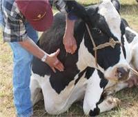 الغربية: تحصين 239 رأس ماشية ضد الأمراض الوبائية