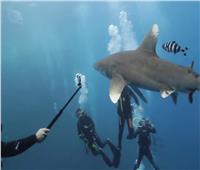لهذا السبب.. خبراء البيئة يحذرون من مراكز «التحرش بأسماك القرش» بالبحر الأحمر