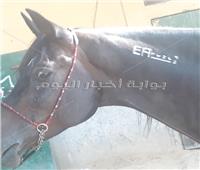 «الختم الأبيض» علامة مميزة في رقبة الحصان العربي الأصيل 