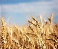 «الزراعة»: هذا أفضل موعد لزراعة القمح هذا العام