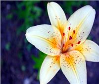 بحث طبي: زهور «زئبق السلام» تزيل السموم العالقة بالهواء 