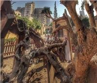 «سياحة النواب» تزور «شجرة مريم» وتطالب بسرعة رفع كفاءة المنطقة المحيطة